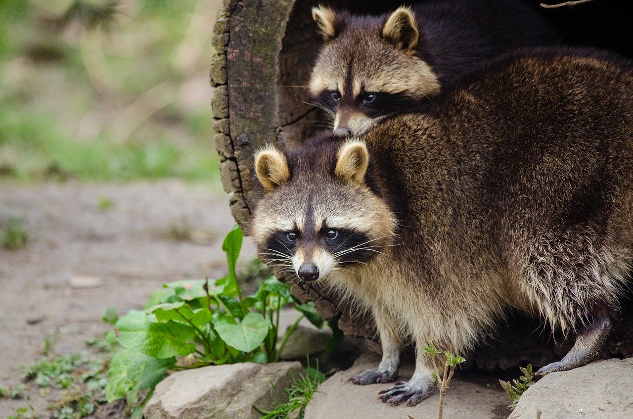 Can raccoons cause damage in your house? - Wildliferemovaloakville.ca