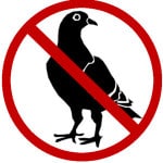 pigeon wildlife removal oakville