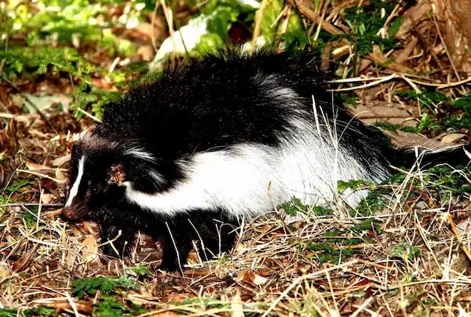 How to trap a skunk under a shed