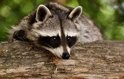 raccoon removal oakville